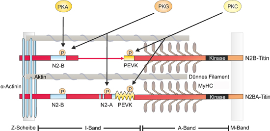 Schematische Darstellung der Titin-Phosphorylierung und involvierte Proteinkinasen