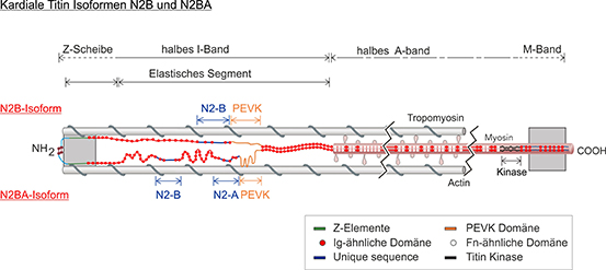 schematische Darstellung der Titin Isoformen N2B und N2BA im halben Sarkomer